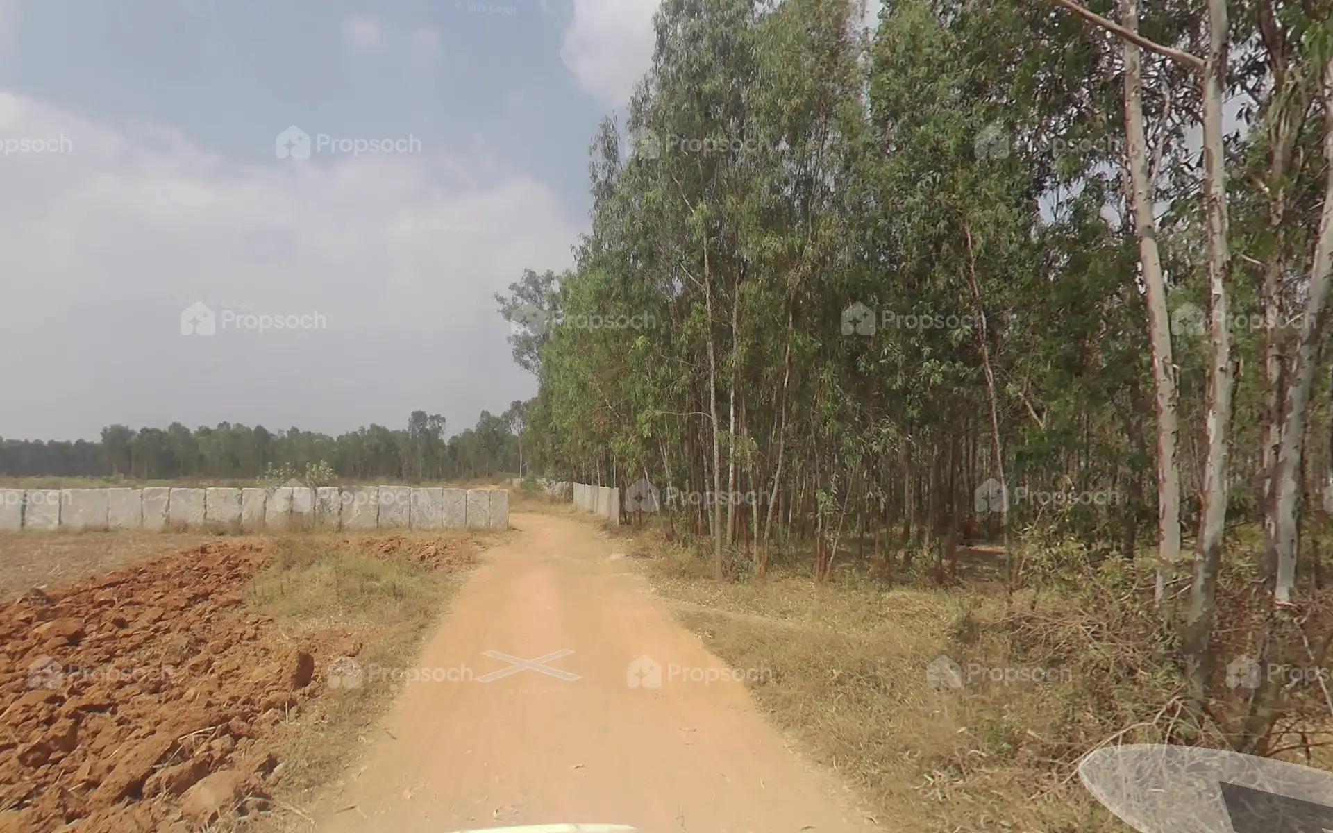 Poulomi Florique image 13